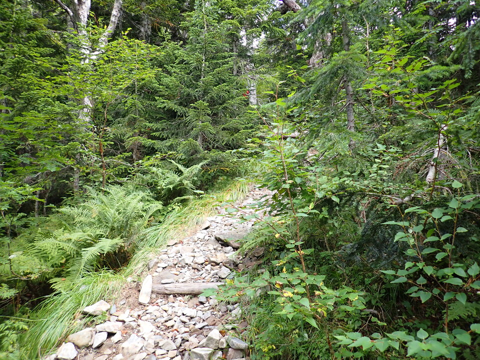 P9100098_mid.jpg