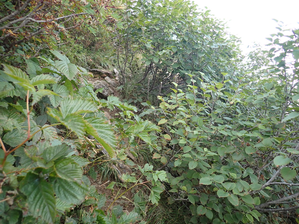 P9110363_mid.jpg