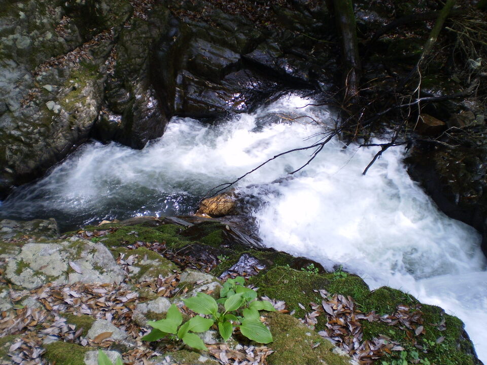 P5010077_mid.jpg