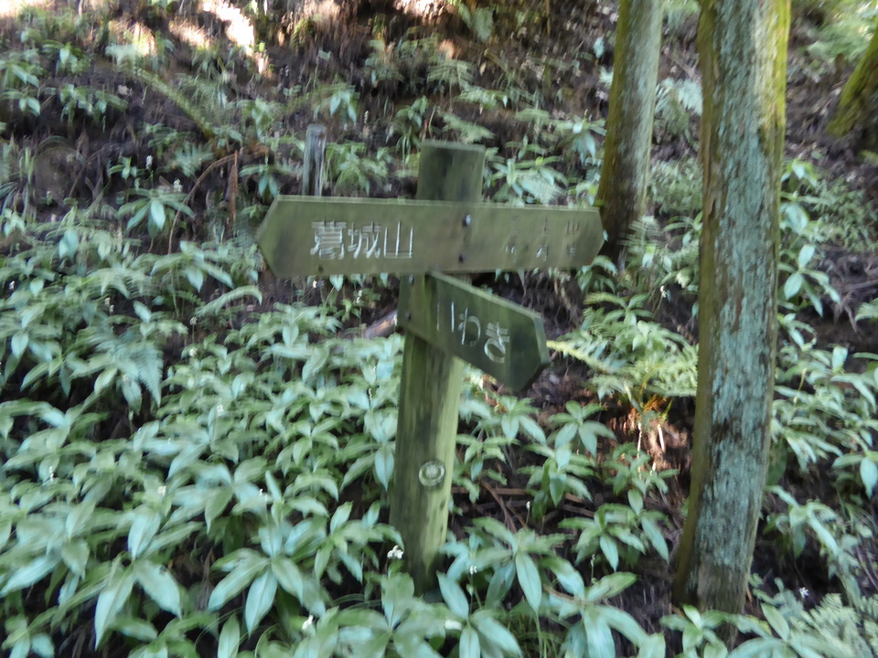 P1030691_mid.jpg
