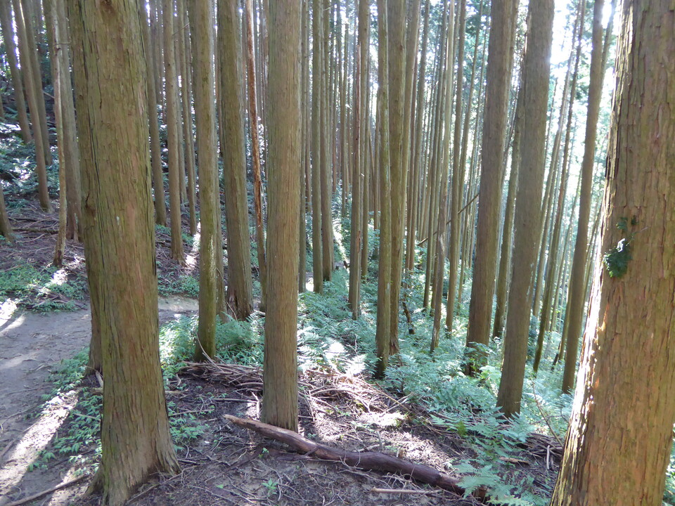P1030726_mid.jpg
