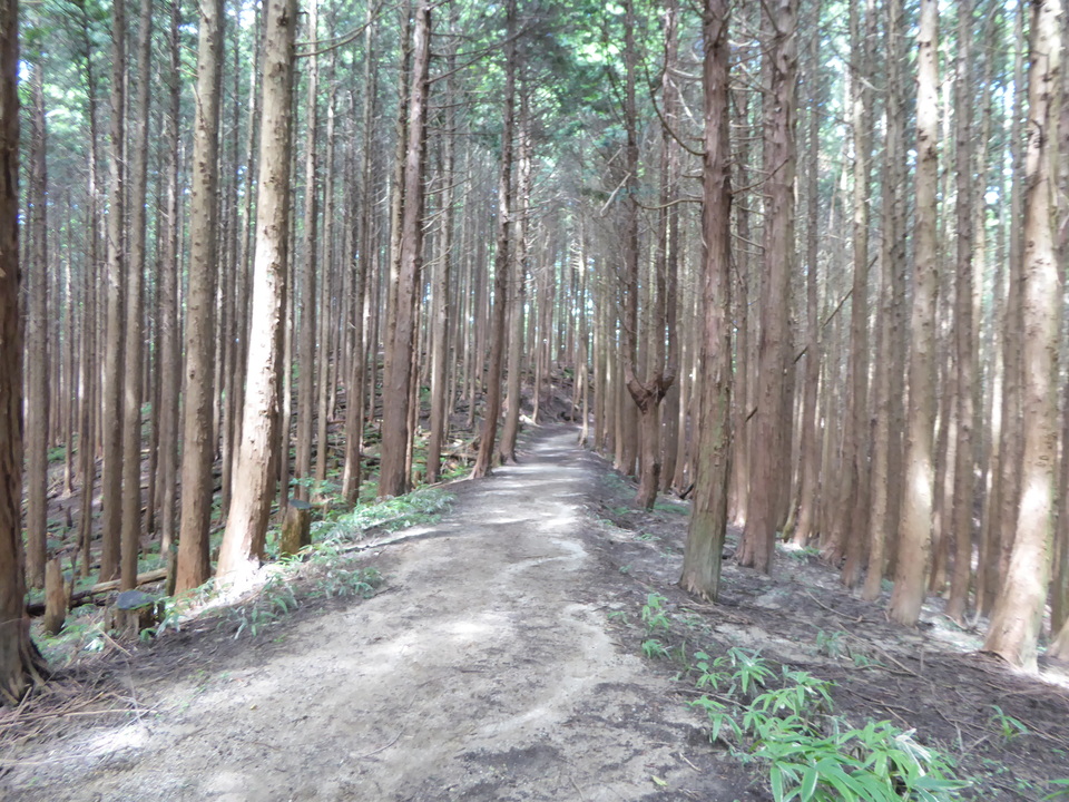 P1030847_mid.jpg