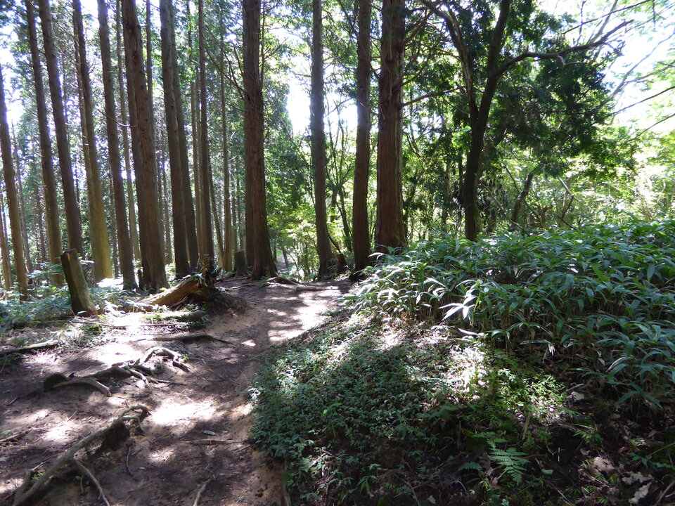 P1030899_mid.jpg