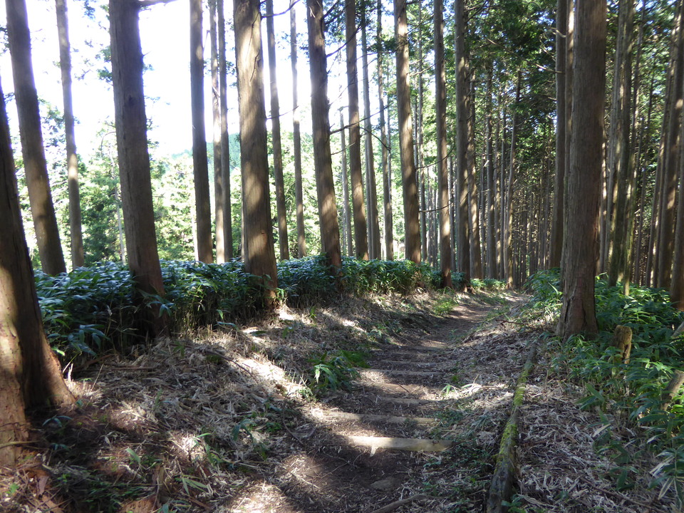 P1030938_mid.jpg
