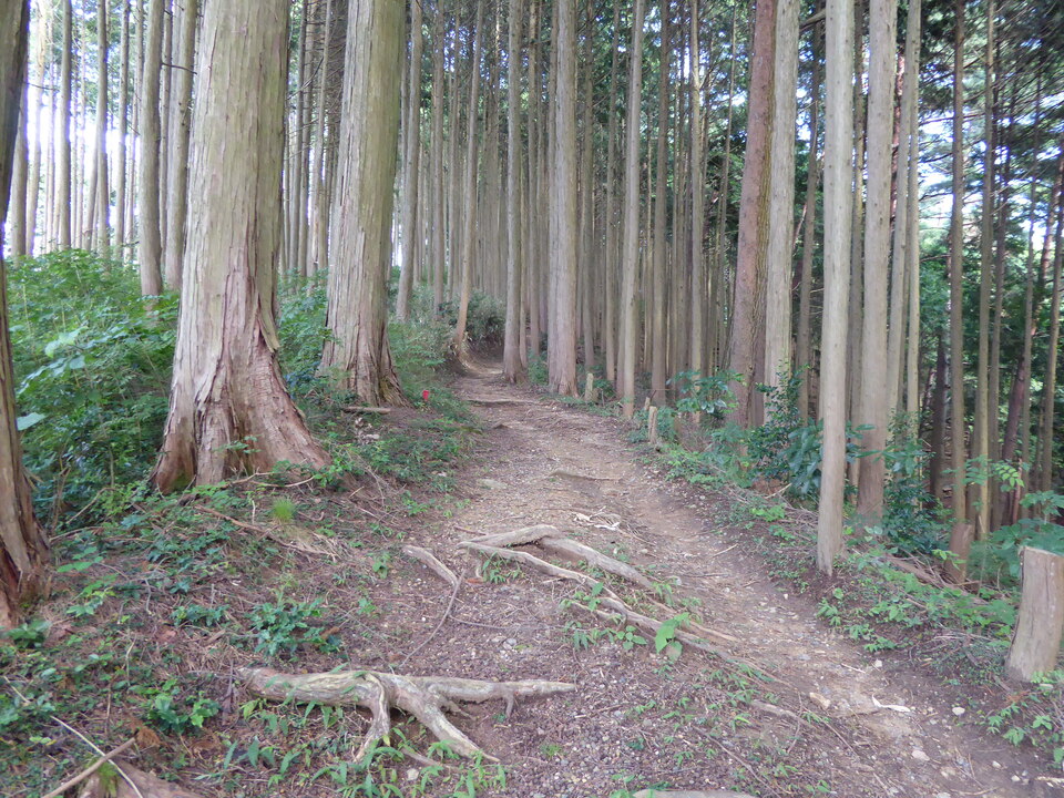 P1030984_mid.jpg