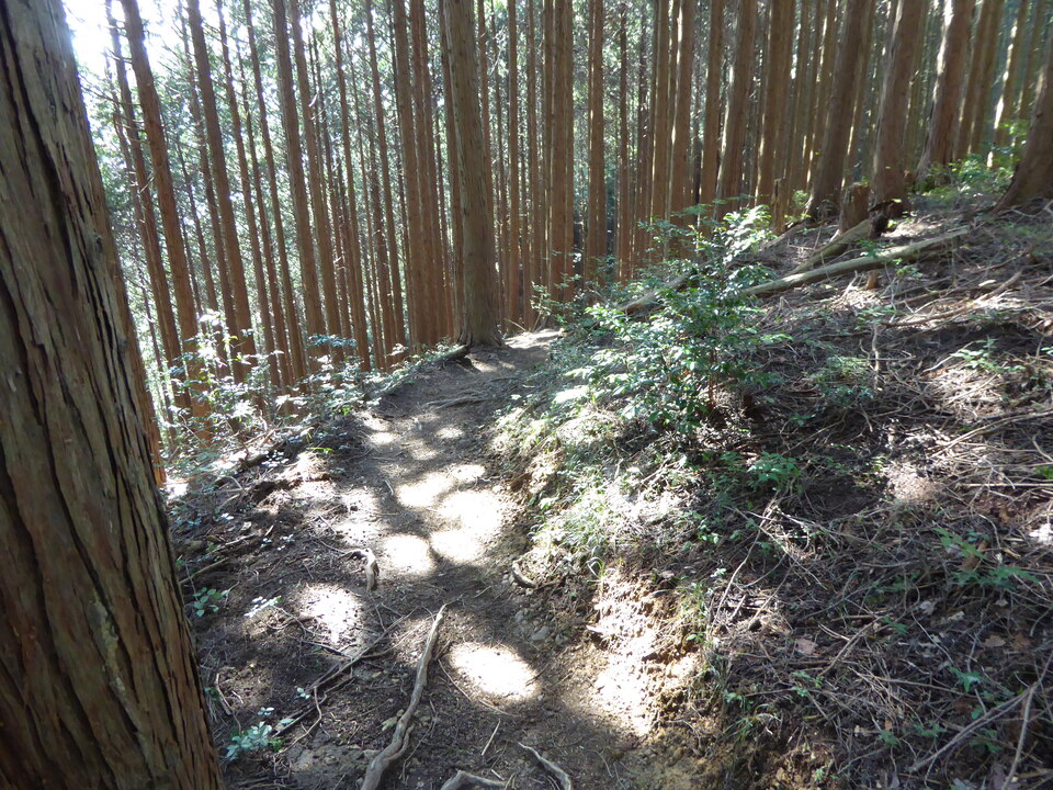 P1040017_mid.jpg