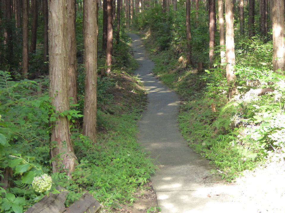 P1040054_mid.jpg