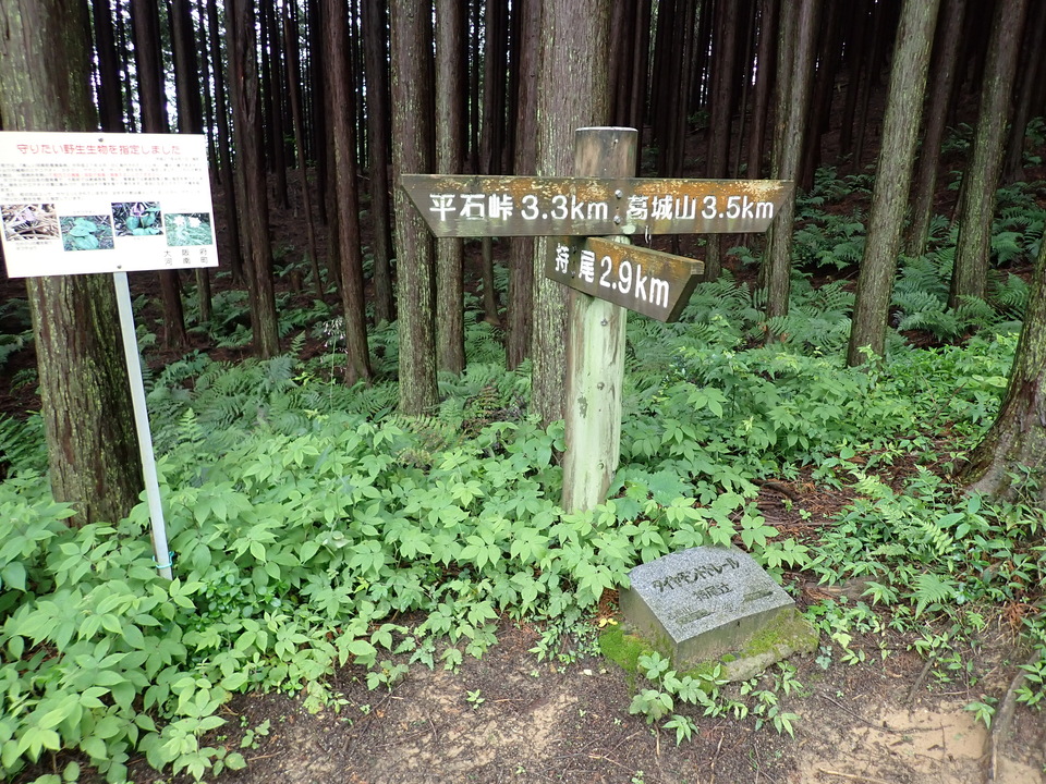 P7055607_mid.jpg
