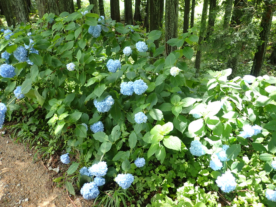 P7055635_mid.jpg