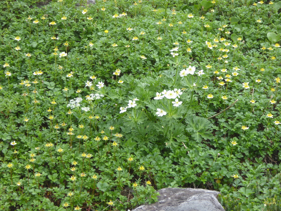 P1020952_mid.jpg