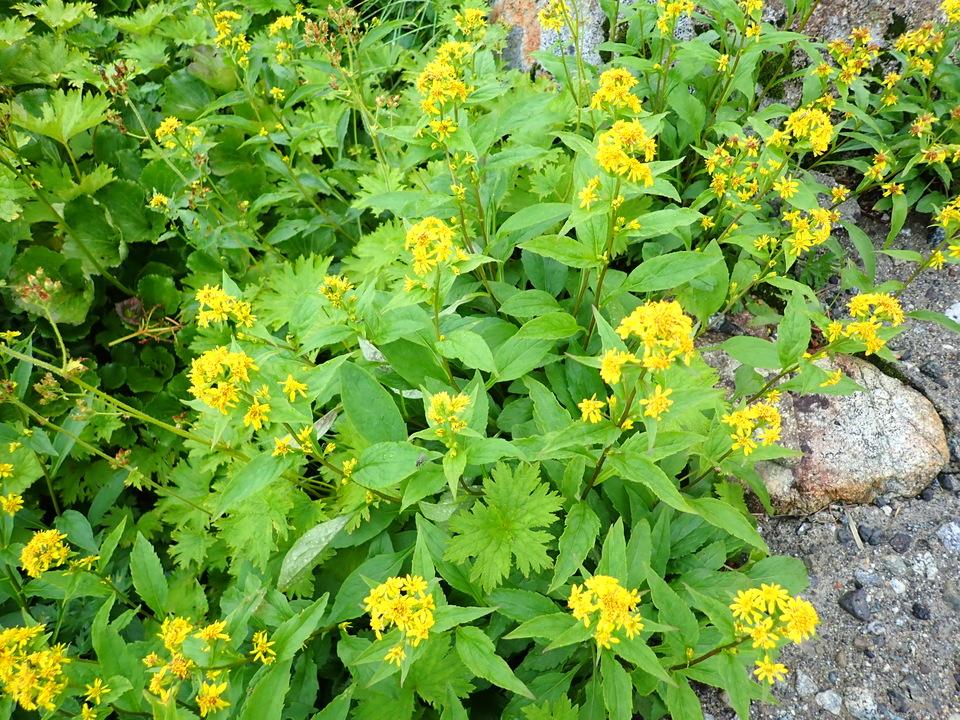 P8262323_mid.jpg