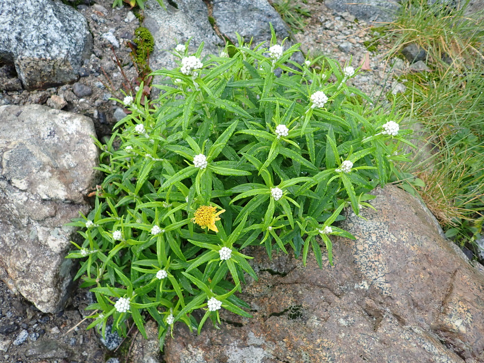 P8262327_mid.jpg