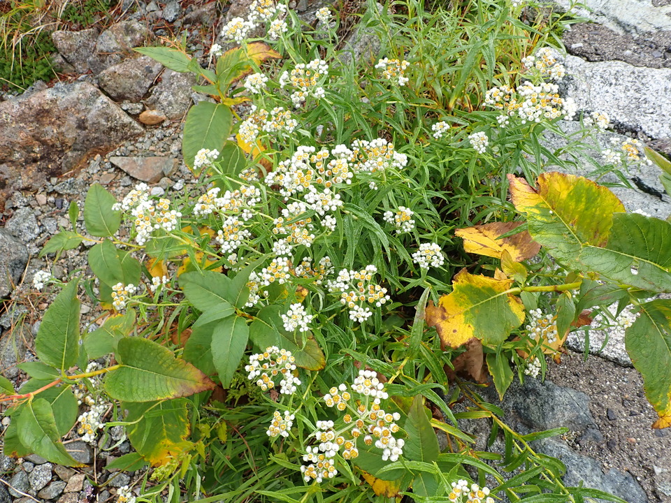 P8262331_mid.jpg