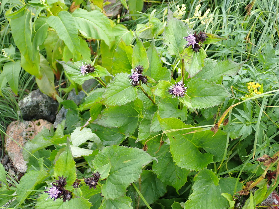 P8262336_mid.jpg