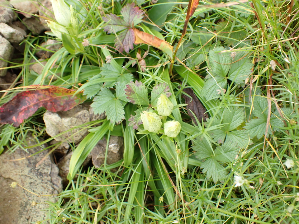P8262463_mid.jpg
