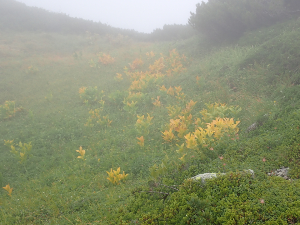 P8262477_mid.jpg