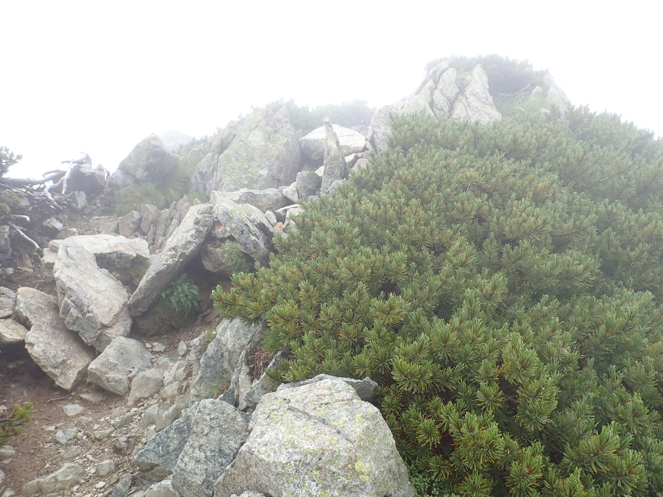 P8262499_mid.jpg
