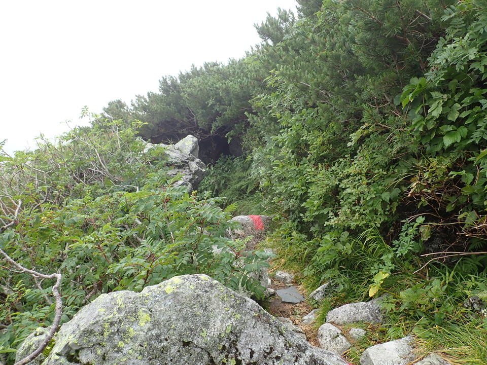 P8262578_mid.jpg