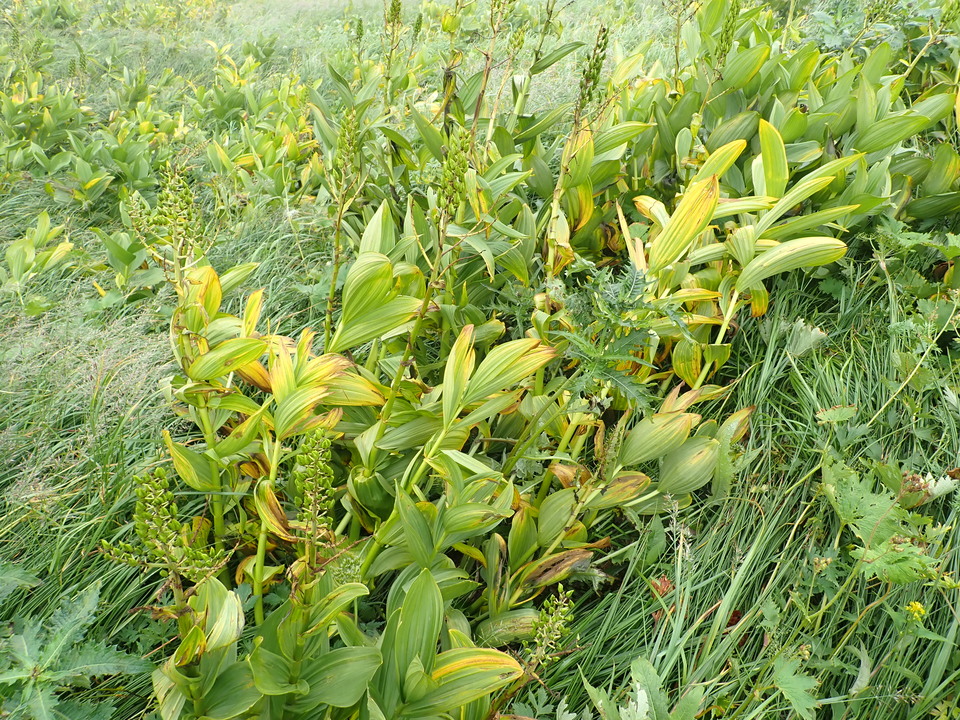 P8262586_mid.jpg