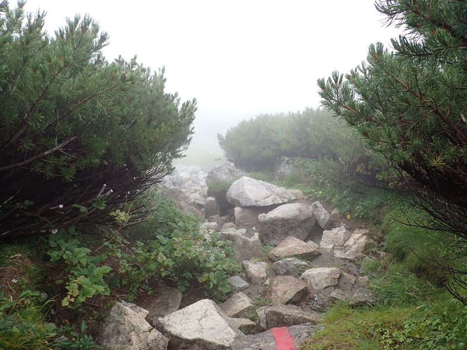 P8262597_mid.jpg