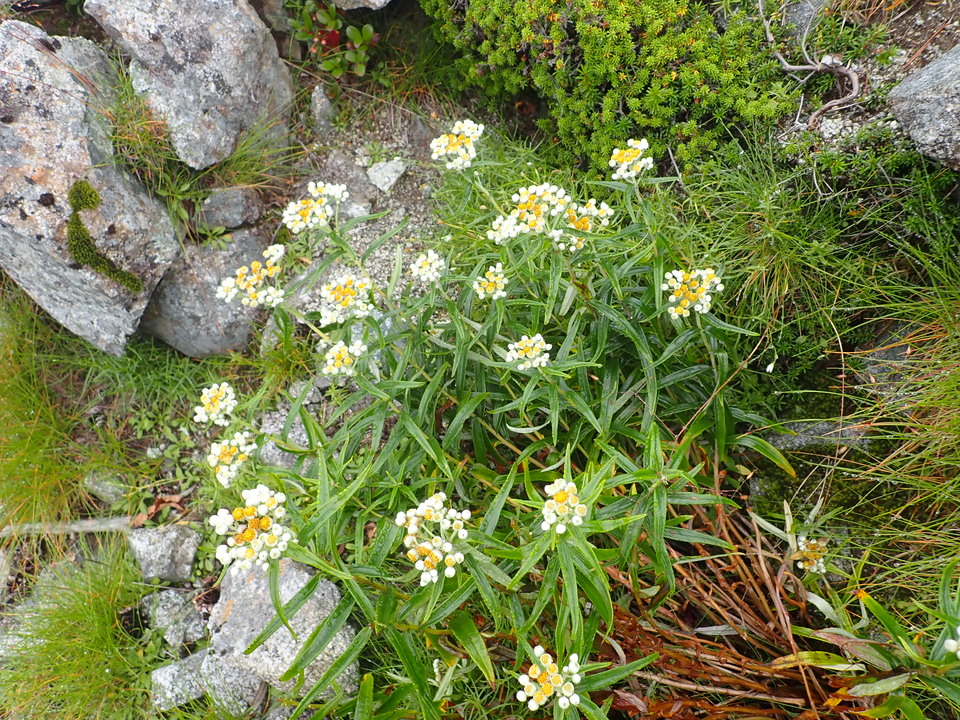 P8262622_mid.jpg