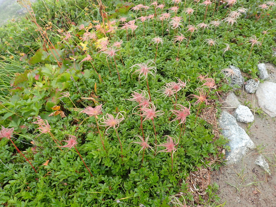 P8262626_mid.jpg