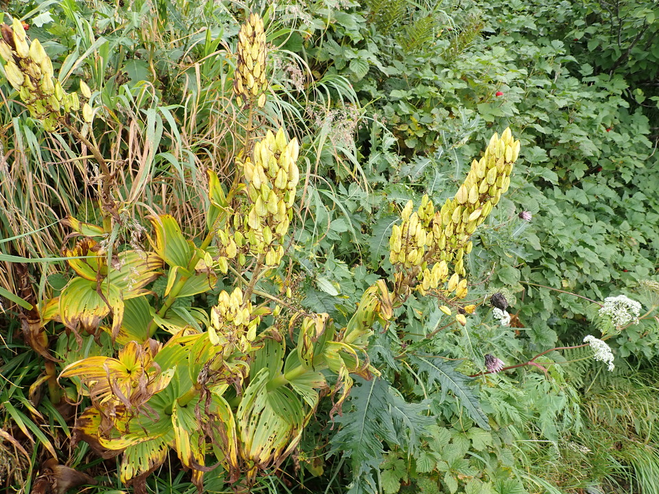 P8262689_mid.jpg