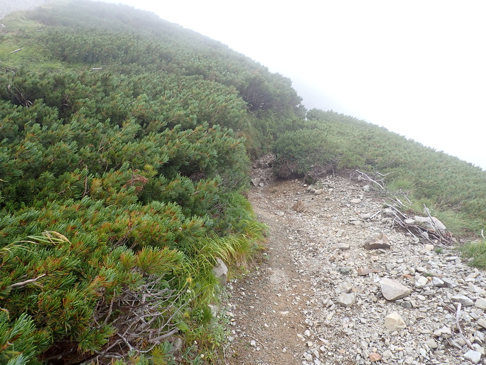 P8262691_mid.jpg