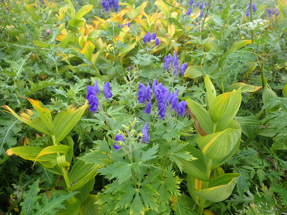 P8262787_mid.jpg