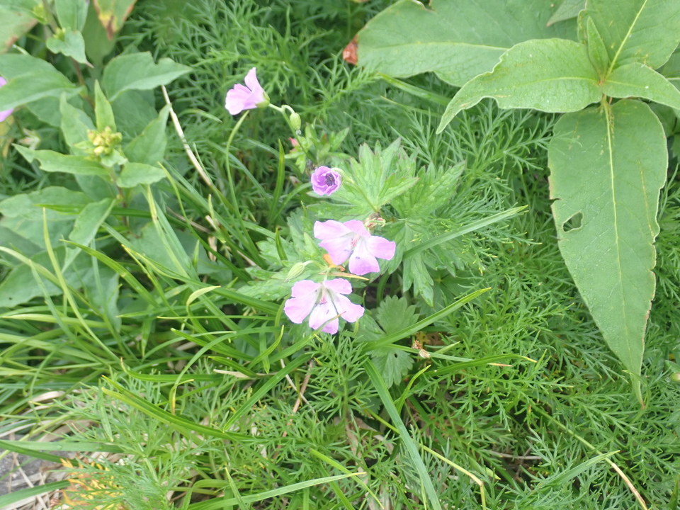 P8283247_mid.jpg