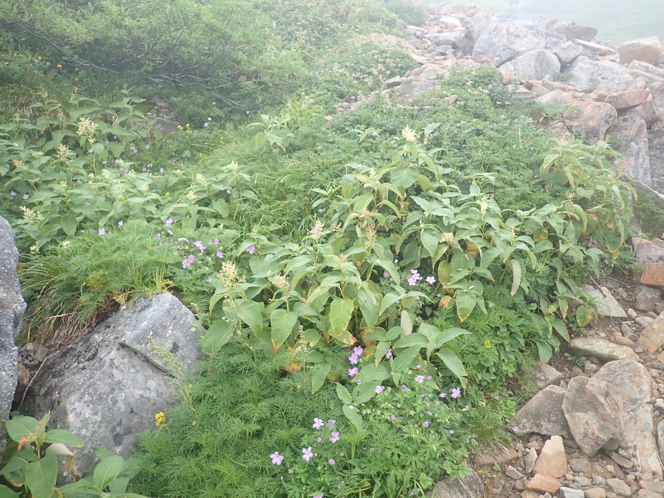 P8283249_mid.jpg