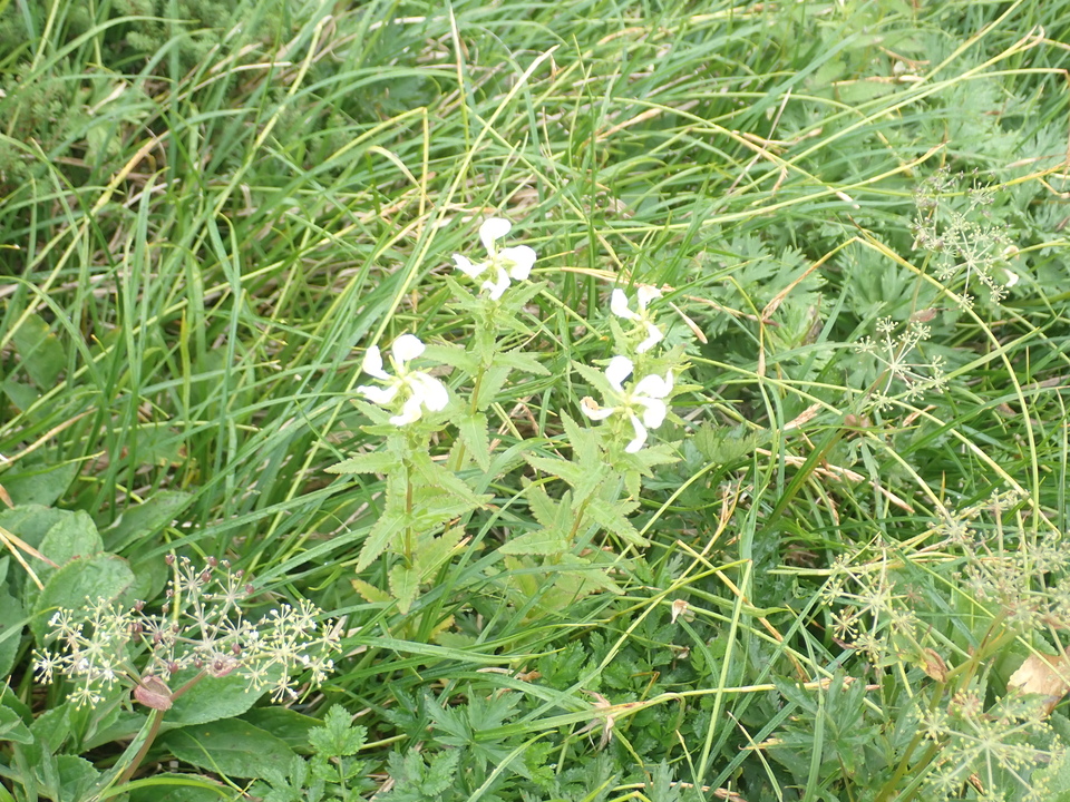P8283257_mid.jpg