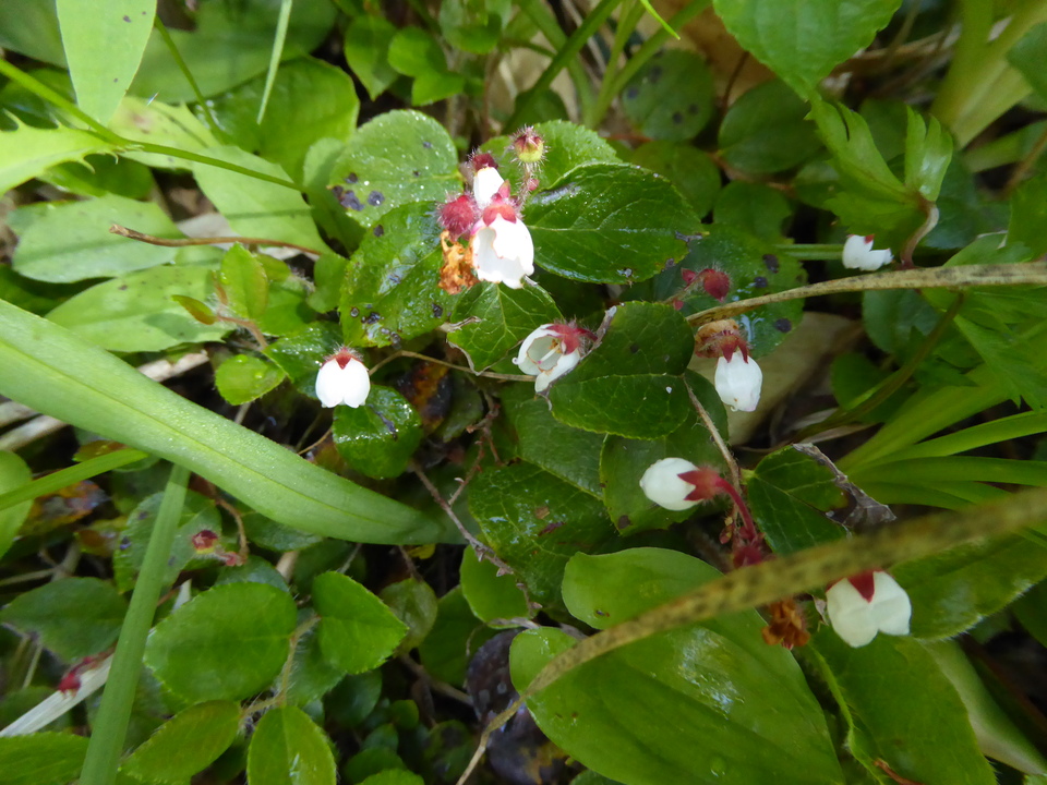 P1040013_mid.jpg