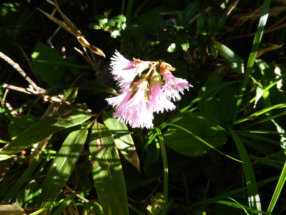 P1040035_mid.jpg
