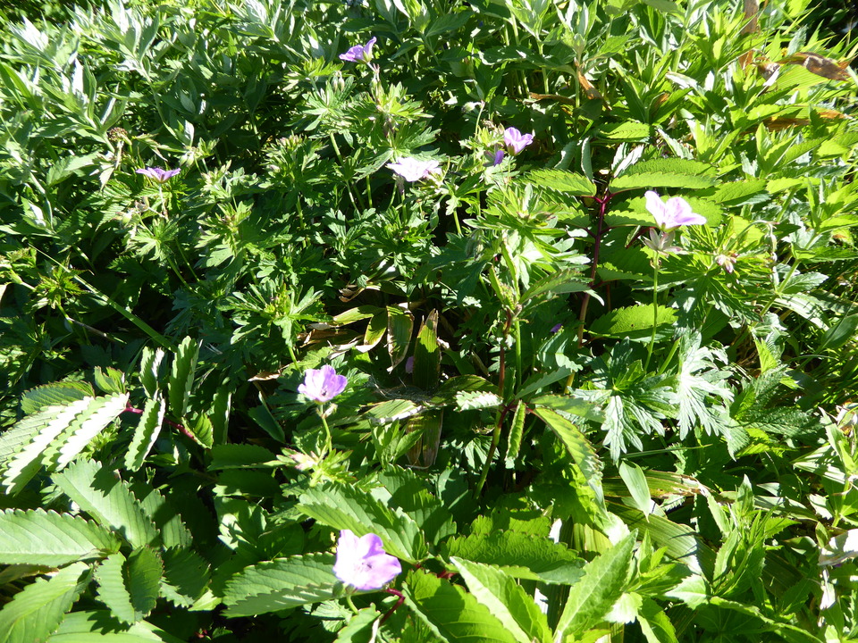P1040152_mid.jpg