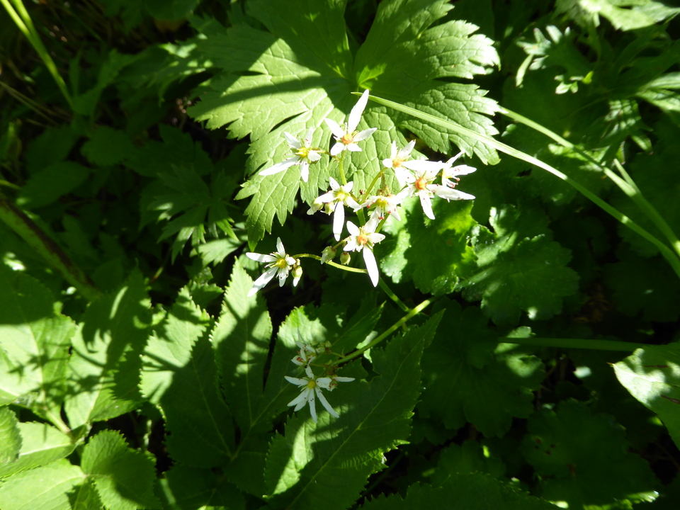 P1040196_mid.jpg