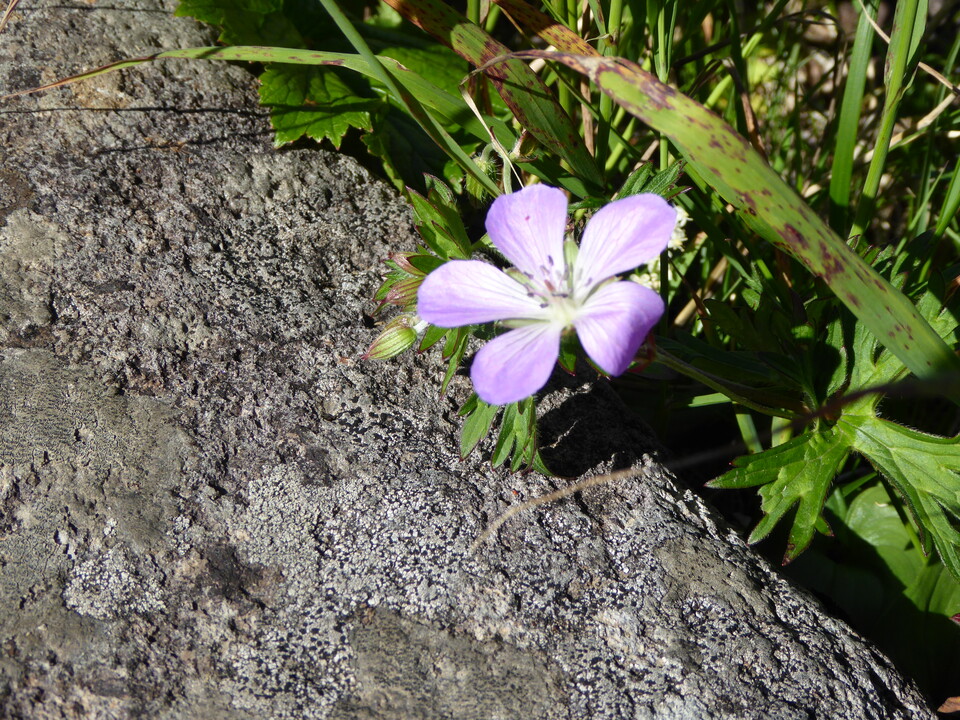 P1040311_mid.jpg