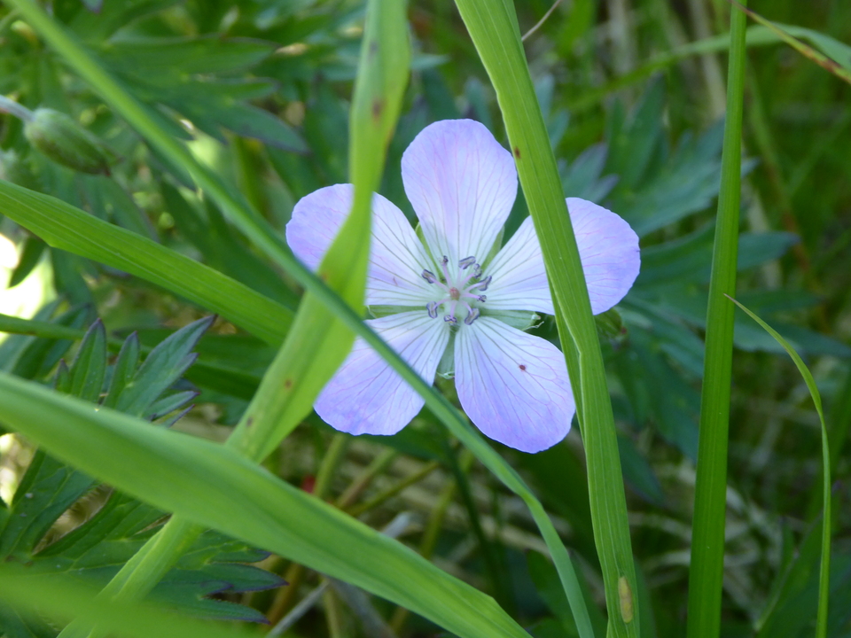 P1040312_mid.jpg
