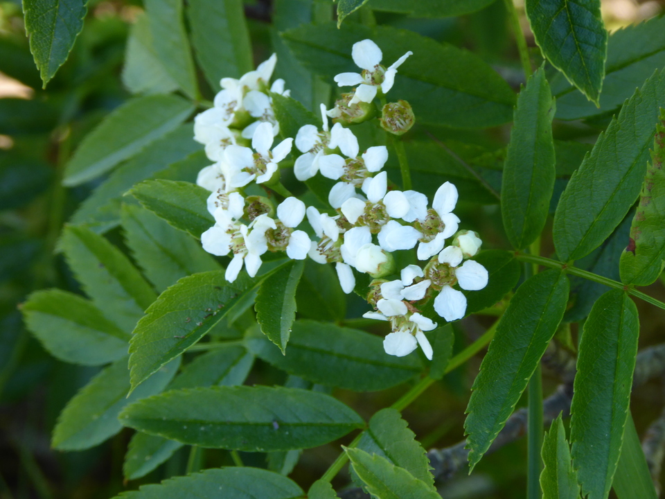 P1040314_mid.jpg