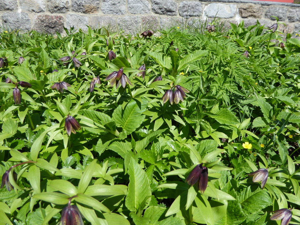 P1040347_mid.jpg