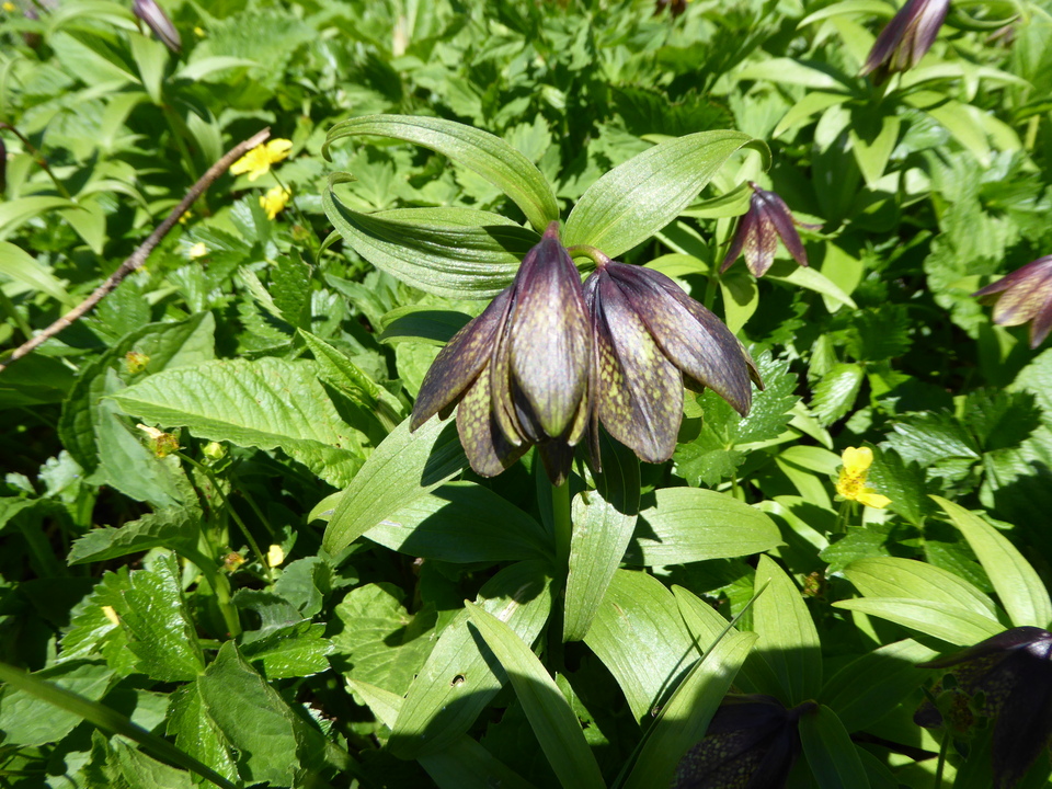P1040348_mid.jpg