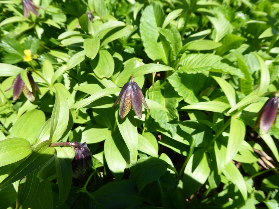 P1040350_mid.jpg