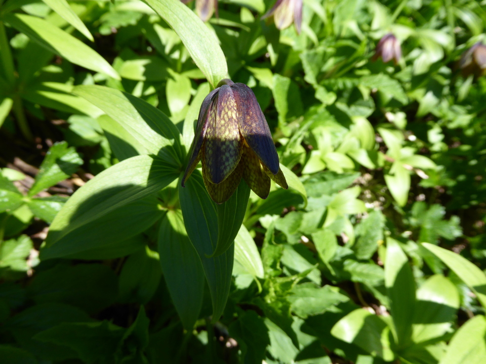 P1040353_mid.jpg