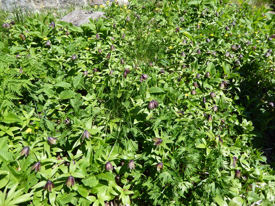 P1040354_mid.jpg