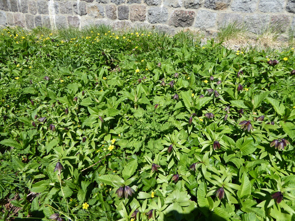 P1040355_mid.jpg