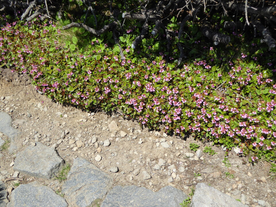 P1040376_mid.jpg