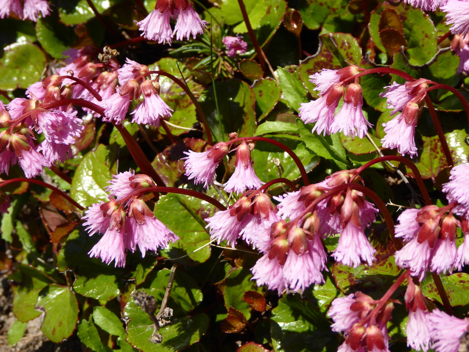 P1040380_mid.jpg