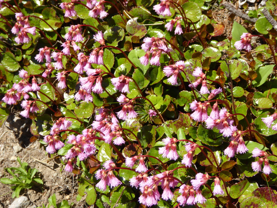 P1040381_mid.jpg