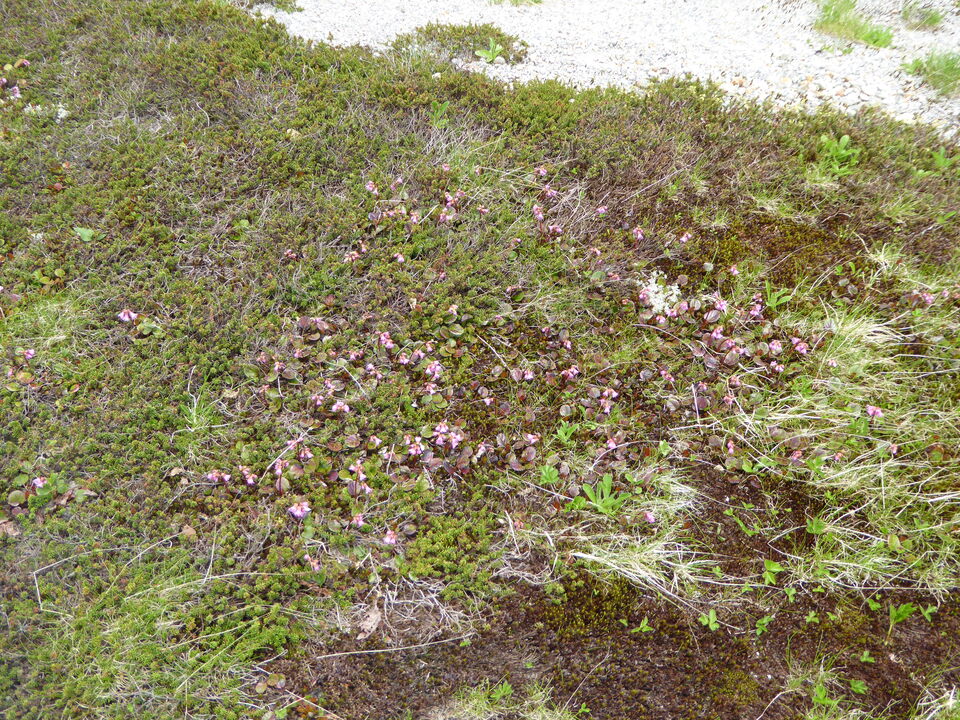 P1040475_mid.jpg