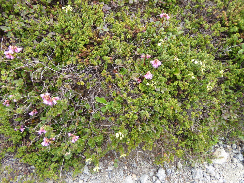 P1040495_mid.jpg